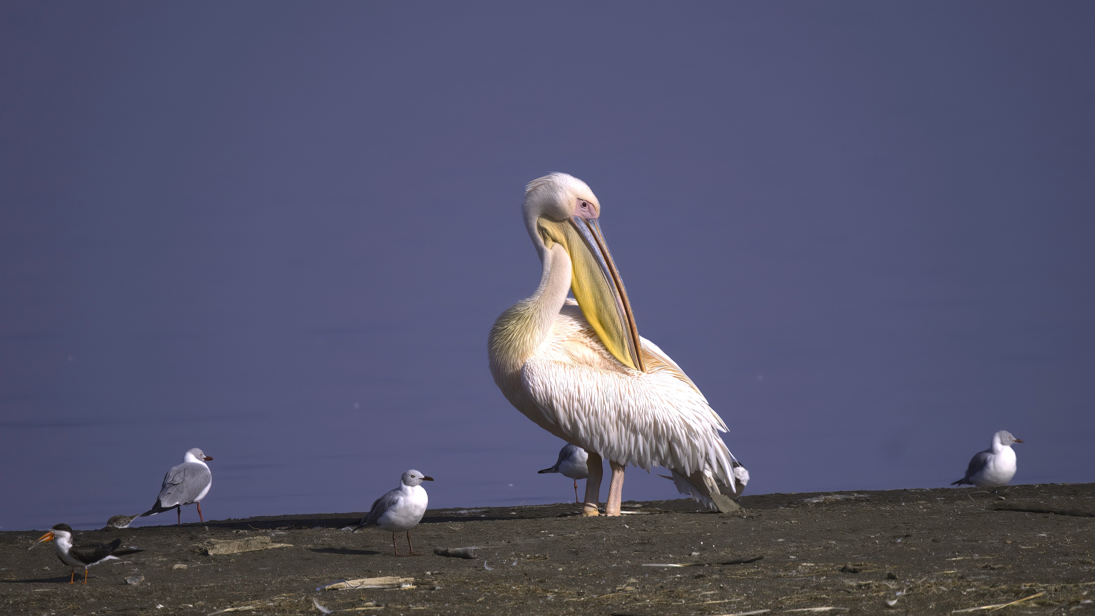 Great White Pelican